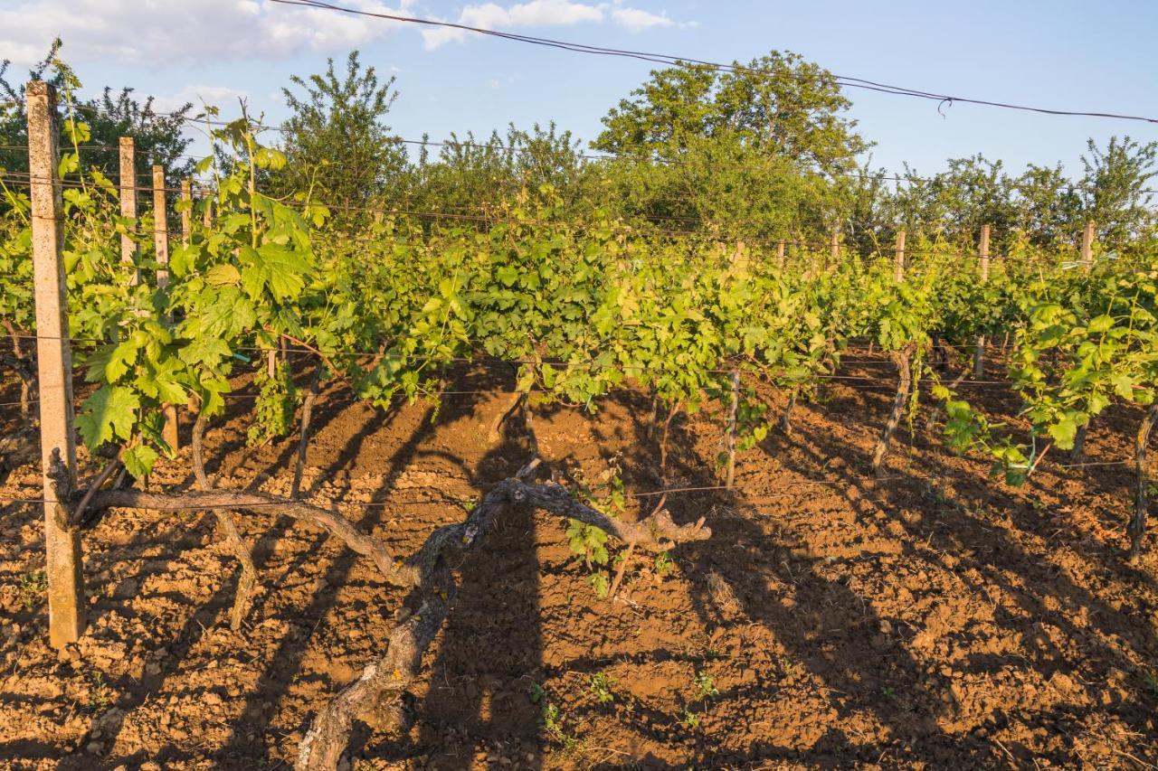 Village Wine House Mandicevac Kültér fotó