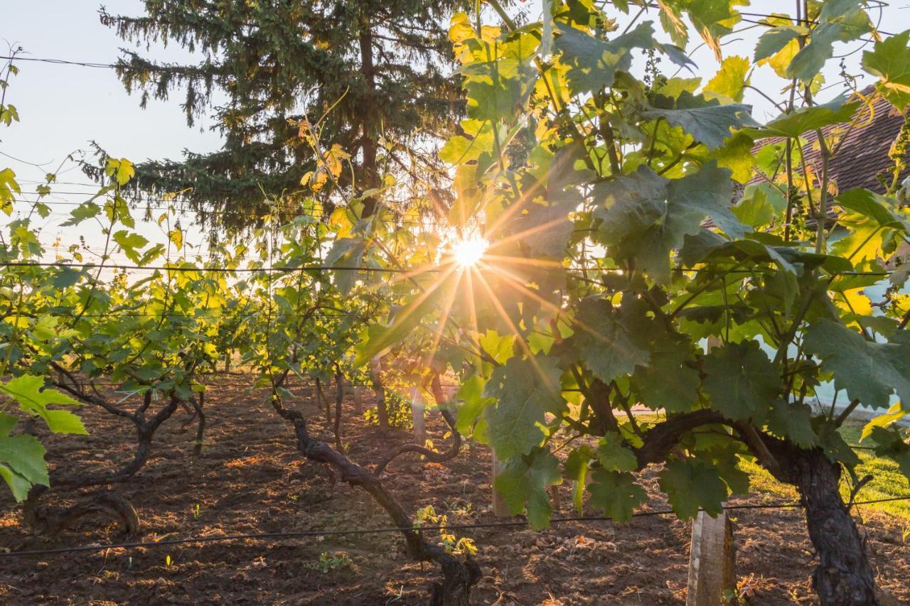 Village Wine House Mandicevac Kültér fotó