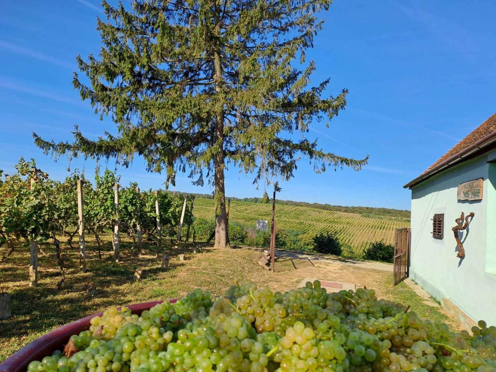 Village Wine House Mandicevac Kültér fotó